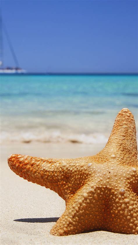 starfish beach wallpaper  iphone  pro max