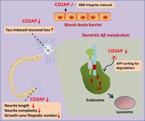 role  cdap   pathogenesis  alzheimers disease