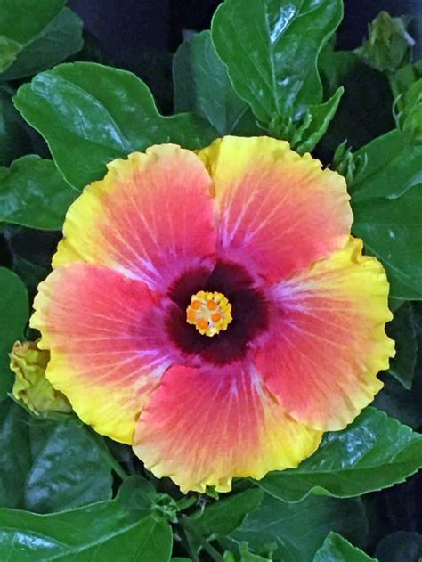 love tropical hibiscus gardenladycom
