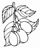 Coloring Plum Pages Desenhos Para Tree Fruits Popular sketch template