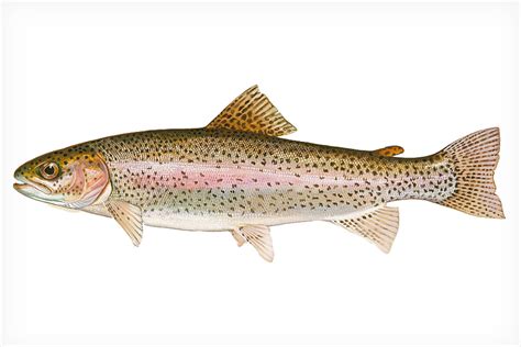 rainbow trout pictures vlrengbr