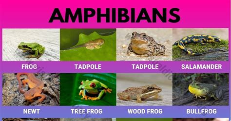 amphibians  common names  amphibians great list  amphibians