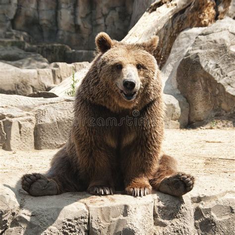brown bear ursus arctos stock image image  bear