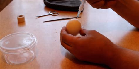 man injects his sperm in chicken egg and pulls out