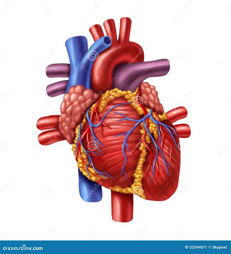 menselijk hart stock illustratie illustration  gezondheid