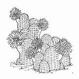 Cactus Loudlyeccentric Toddlers sketch template