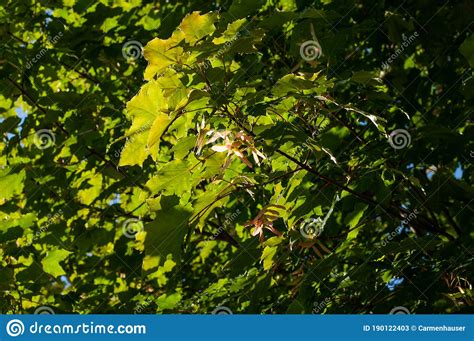 helicopter seeds   sycamore maple tree stock image image  seeds
