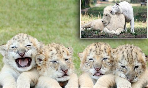 The World S First White Liger Cubs Are Rarest Big Cats On The Planet