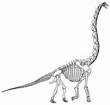 Brachiosaurus Skeleton Clipart Transparent Webstockreview Russell Nemec Technical Illustrations sketch template