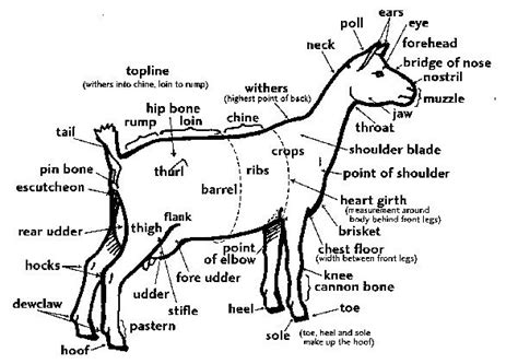 goat anatomy  goat chick