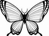 Svg Papillon Dxf Motylek Szablon Motyle Kolorowanki Motyl Mariposa Druku Wzór Papillons Symmetry Battant Schmetterling Kolorowanka Gratuites Weekendowo sketch template