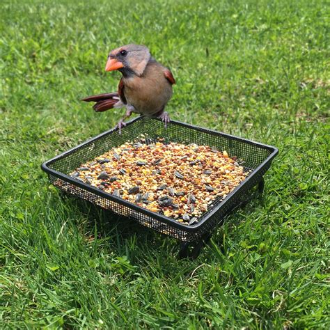 ground bird feeder tray  feeding birds  feed   ground durable  compact