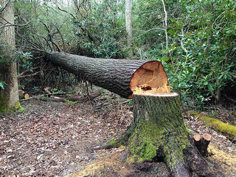 fallen tree   cut    chainsaw stocksy united