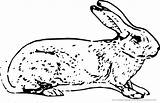 Hase Hasen Rabbit Malvorlage Hare Ausmalbild Belgian ابيض ارنب Rabbits Belgischer sketch template