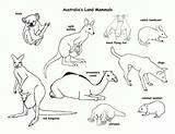 Mamiferos Acuaticos Mamíferos Colorir Mammals Uluru Pintarcolorir Az Desierto Azcolorear sketch template