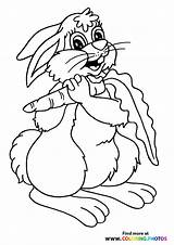 Rabbits Bunny sketch template