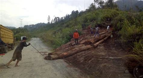 foto foto perambahan hutan sibatu loteng parapat diduga dibekingi