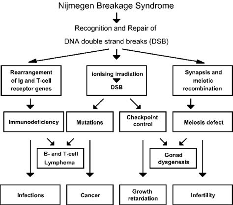 clinical characteristics  nijmegen breakage syndrome    scientific