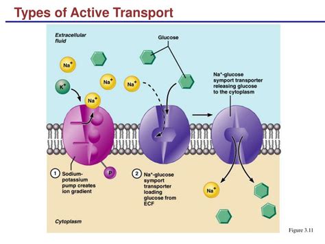 active transport types complete  continuation read posts related