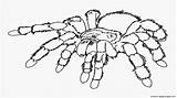 Printable Venenosa Aranha Spiders Colorir Funnel Coloringtop Coloringbay Drawing Tudodesenhos sketch template
