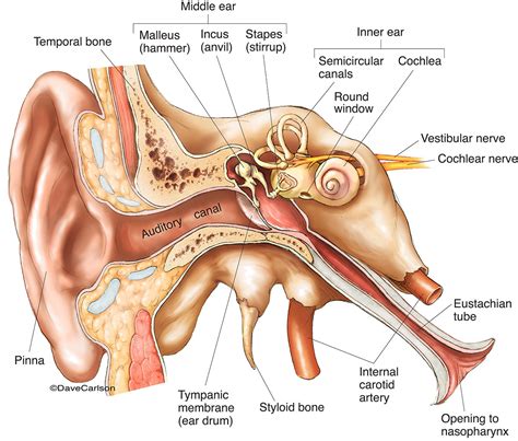 ear anatomy carlson stock art
