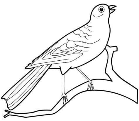 preschool kids canary bird coloring pages  place  color bird