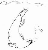 Seal Foca Colorare Disegni Webstockreview Nadando Nuota Nuoto sketch template
