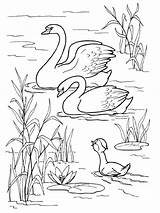 Pages Coloring Swan Swans Birds sketch template