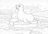 Seals Verbnow sketch template