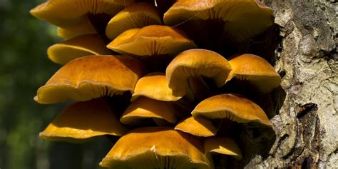 facts  fungi  unsung heroes huffpost