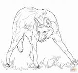 Coloring Wolf Maned Pages Online Color Printable Supercoloring sketch template
