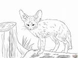 Fox Fennec Coloring Pages Drawing Baby Realistic Winged Cat Cute Red Foxes Color Printable Drawings North African Kids Animal Getcolorings sketch template