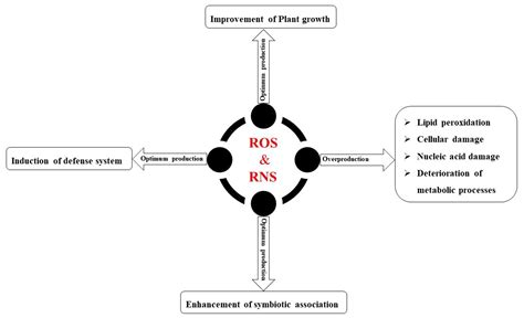 antioxidants  full text  key roles  ros  rns