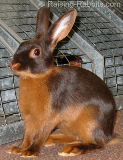 rabbit coat color genetics  main genes  rabbit colors