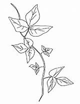 Coloring Poison Planta Sketch Planten Kleurplaat Leaf Sketchite sketch template