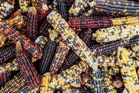 genetically modified maize