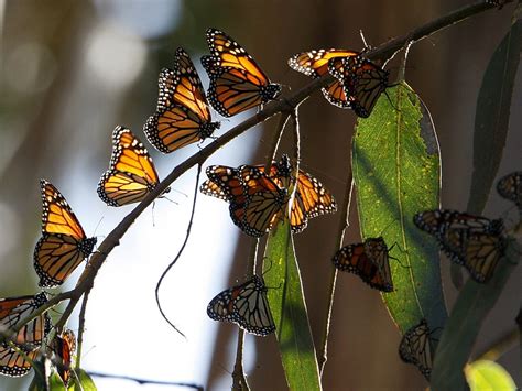 marin s bayside communities called to save monarch butterflies marin