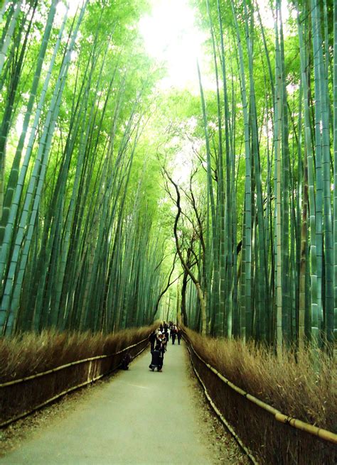 bamboo  japan  liisafig  deviantart