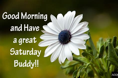 good morning saturday quotes wishes and messages