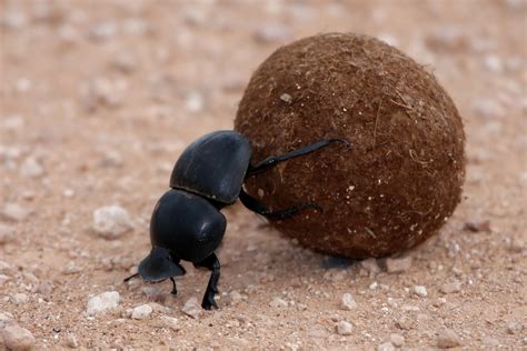 dung beetles   milky   navigate