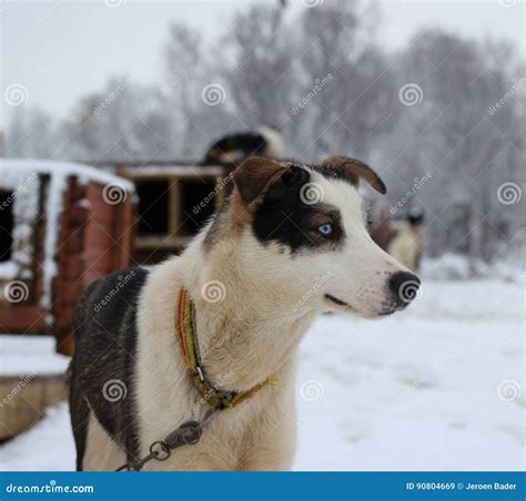 alaskan husky sled dog stock image image  excursion