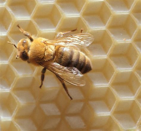 probiotics could improve survival rates in honeybees exposed to