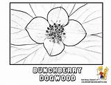 Dogwood Coloring Designlooter Bunchberry Yescoloring sketch template