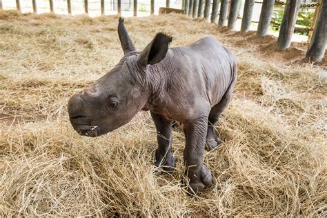 zootampas newest addition  baby white rhino