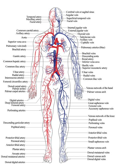 pin  texasrn patient advocate dysau  anatomy human body systems