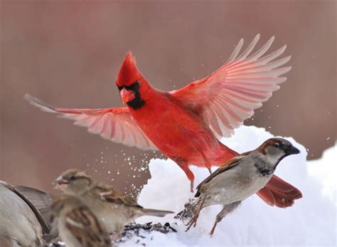 red cardinal bird wallpaper animals wallpaper