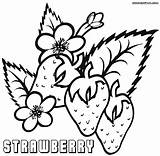 Strawberry Coloring Pages Strawberries Drawing Print Leaves Getdrawings sketch template