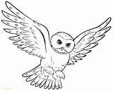 Owl Adults sketch template