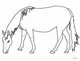 Horse Coloring Pages Miniature Getcolorings Pony sketch template