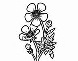 Ranuncolo Colorare Fiore Disegno Flor Acris Ranunculus Acolore sketch template